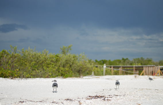 lovers key floride