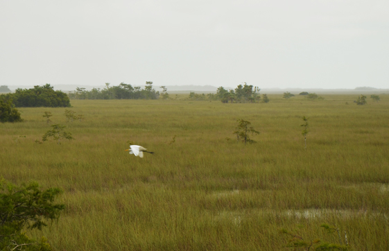 les everglades