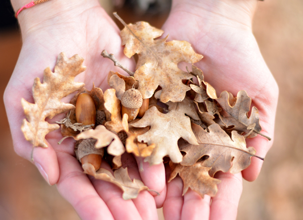 feuilles automne