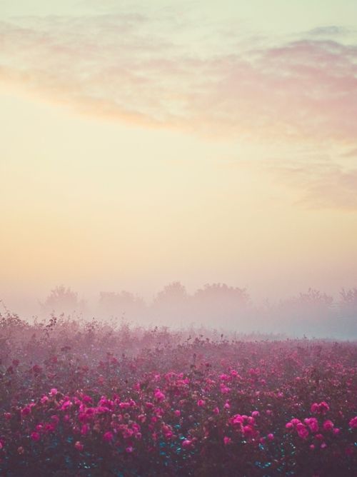 paysage rose
