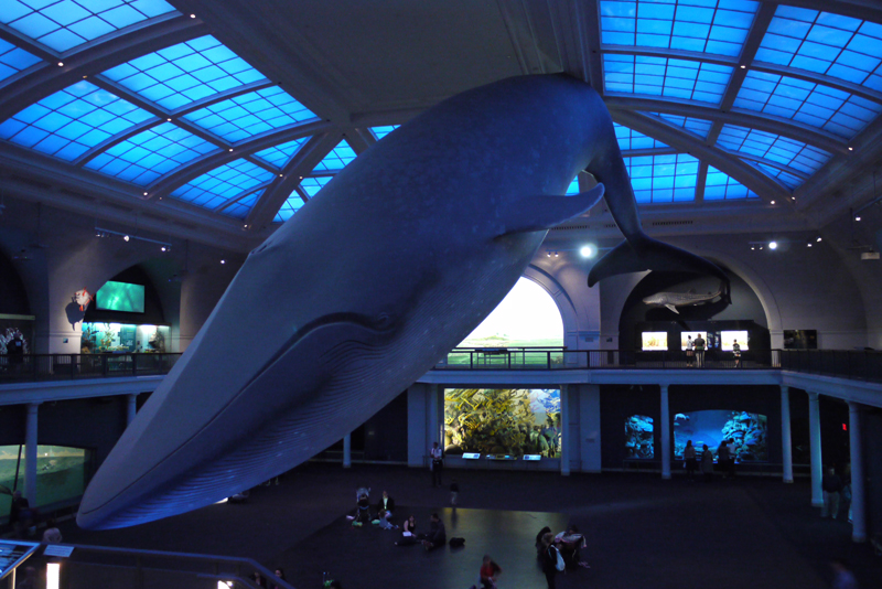 Musée d'histoire naturelle